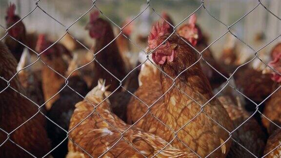 当地养鸡场的母鸡铁丝网后面的一群母鸡一群在人道家禽农场自由漫步的母鸡