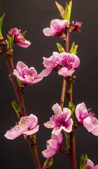 桃花盛开在一个垂直格式时间流逝4k视频桃树在春天开花的录像9:16垂直格式适合手机和社交媒体