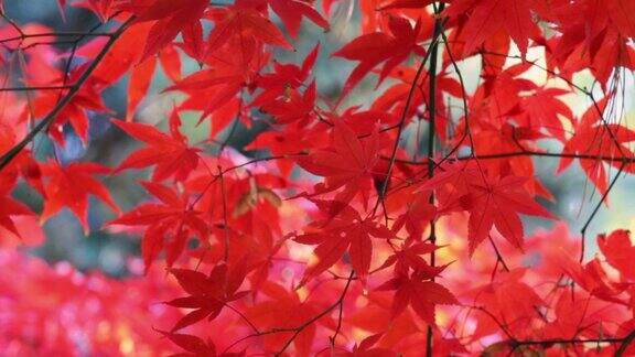 日本红枫树叶的特写