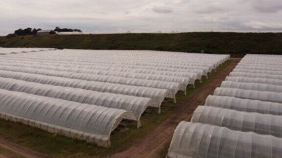 航拍下的苏格兰草莓农场的温室大棚