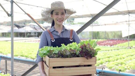 农民在温室的水培菜园工作小企业主有机新鲜蔬菜