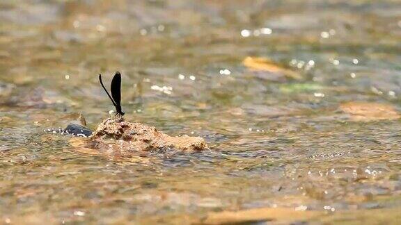 蜻蜓在河流中的石块上休息