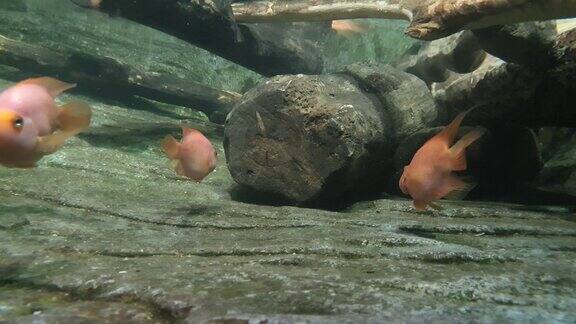 橙色的小鱼在清澈的水中靠近一根木头休息