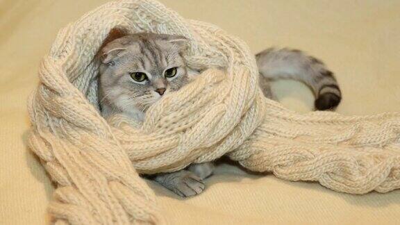 裹着暖和围巾的苏格兰折猫