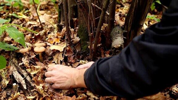 一个人在森林里采蘑菇