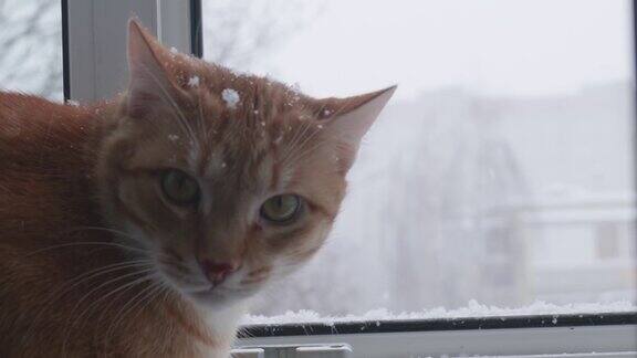 在下雪的街道上猫看着窗外温暖的公寓