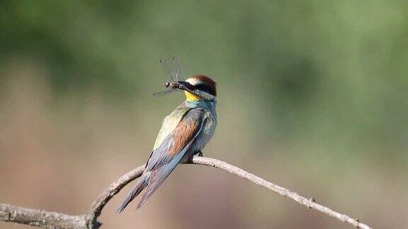欧洲食蜂蜂一只鸟坐在树枝上叼着猎物飞走了