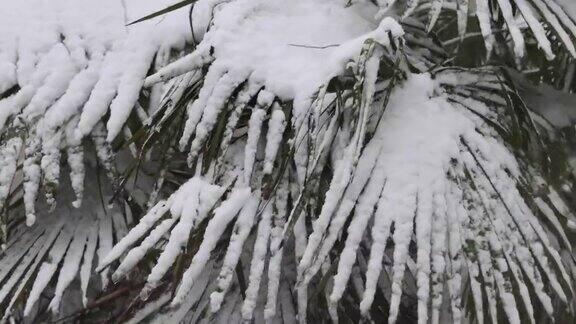雪中的棕榈树