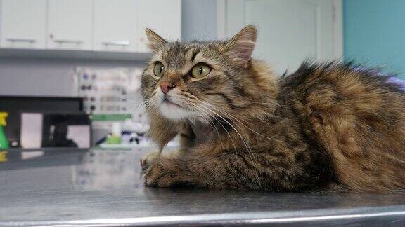红猫在兽医的桌子上