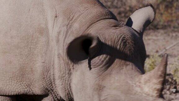纳米比亚Etosha国家公园一头雌性黑犀牛对着摄像机的4K超近距离镜头