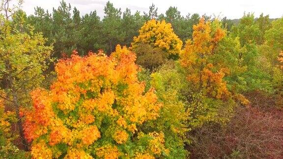 秋天的树在森林里以山为背景