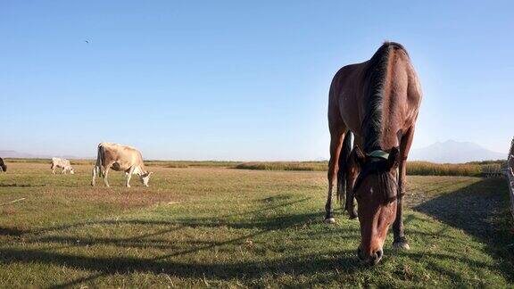 马在宽阔的牧场上吃草