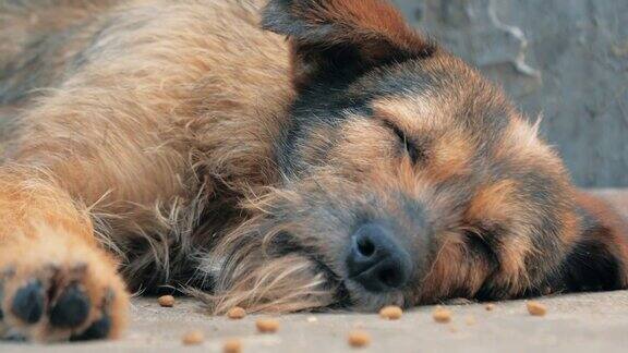 孤独的流浪狗躺在收容所的地板上过着饥肠辘辘的悲惨生活无家可归动物庇护所概念