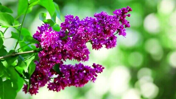 紫丁香花的花序的特写视图