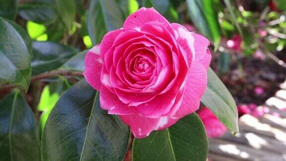 粉红色的玫瑰状山茶花在风中摇曳