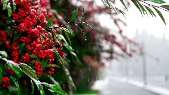 冬天雪落在红浆果树上