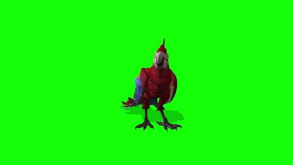 鹦鹉坐在绿幕上