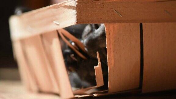 小猫在盒子里玩