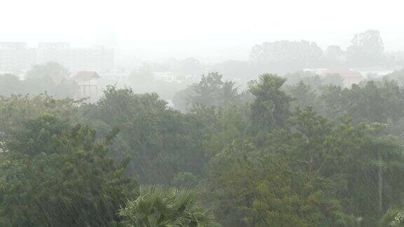 非常强的热带阵雨墙棕榈树和雨水中的树木