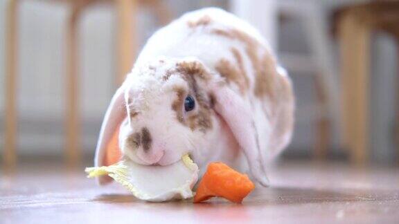 垂耳红色和白色的兔子兔子在家里咀嚼绿叶和胡萝卜-动物食物和宠物