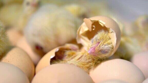 蛋里孵出小鸡4k