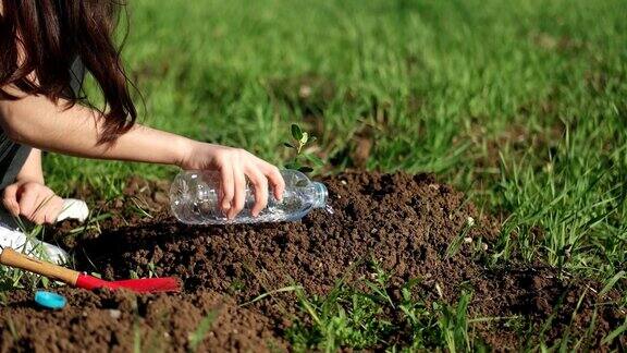 小女孩在给土壤中的小树苗浇水种植树苗
