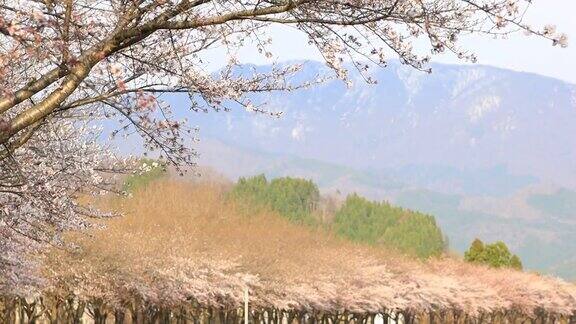 樱花在日本樱花角馆