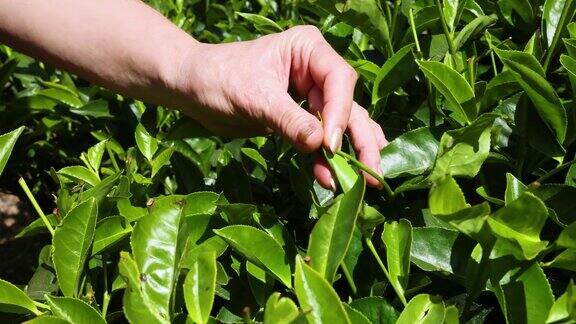 在茶园里成熟的女人用手捡茶叶暑假里茶园里新鲜的绿茶叶子女孩用手触摸和抚摸树叶