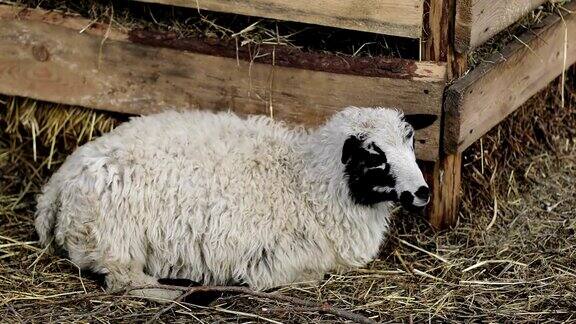 一只白色的黑绵羊躺在农场的土地上