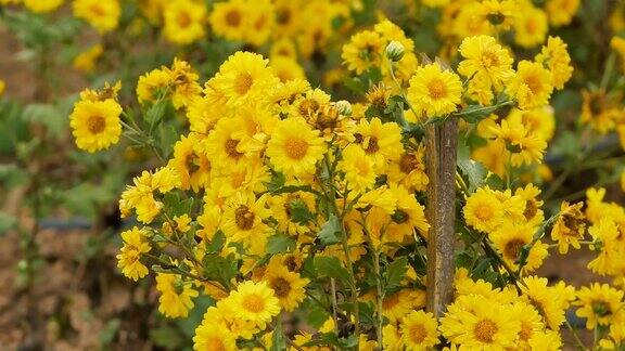 花园里有黄色的菊花