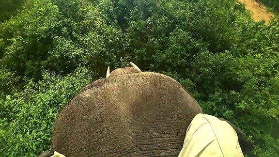 大象骑人的腿上的一头大象在野生丛林从Mahout的视角拍摄旅行