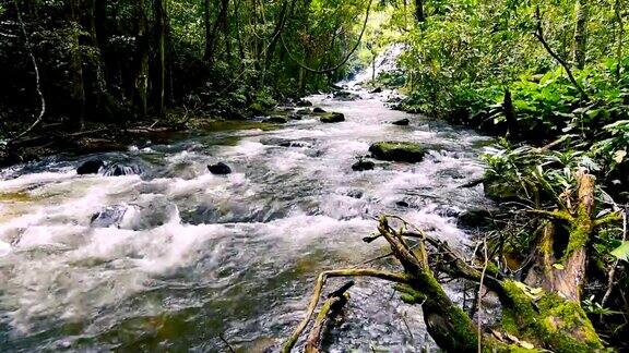 在泰国的热带雨林中一条河流流过岩石和长满苔藓的木头