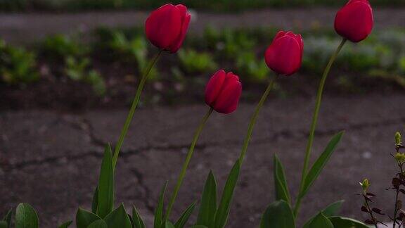 院子里开着红色的郁金香花