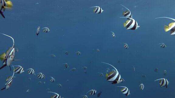 在亚洲马尔代夫印度洋的蓝色海水中游泳的斑鱼