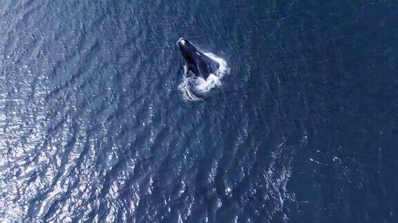南露脊鲸跳出水面的生殖区瓦尔德斯半岛巴塔哥尼亚阿根廷-鸟瞰图