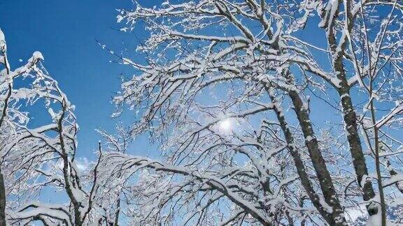 明亮的冬日阳光照在田园诗般的森林的白雪覆盖的树梢上