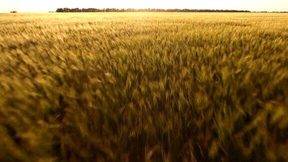 航拍的小麦田在一个晴朗的一天在一个晴朗的日子在东欧