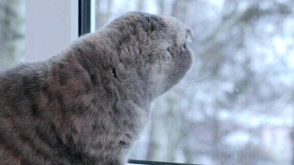 苏格兰折耳猫看着窗外的街道