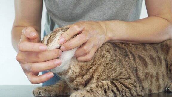 主人给她的宠物猫的牙齿涂牙膏