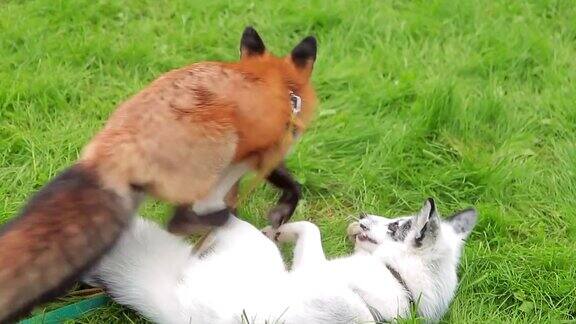 夏天的下午两只狐狸在公园的草地上玩耍