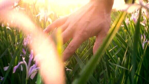阳光下用手触摸草地