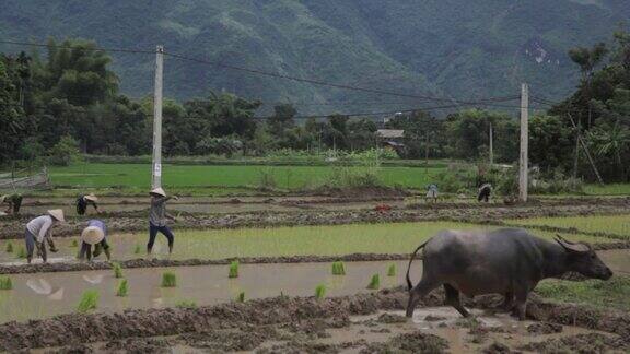 越南沙巴麦洲的牛和农民在梯田徒手种植水稻