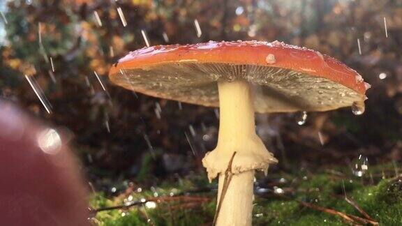 鹅膏菌是一种被列入《红皮书》的稀有真菌它有一顶带有白色斑点的红帽子这种蘑菇生长在森林里的青苔上下雨的时候视频被放慢了4倍水滴从蘑菇上慢慢落下