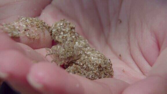 把一只小鬼蟹收起来微距摄影小蟹海蟹红树林蟹马来西亚