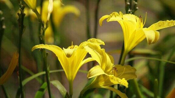 美丽的黄色百合花