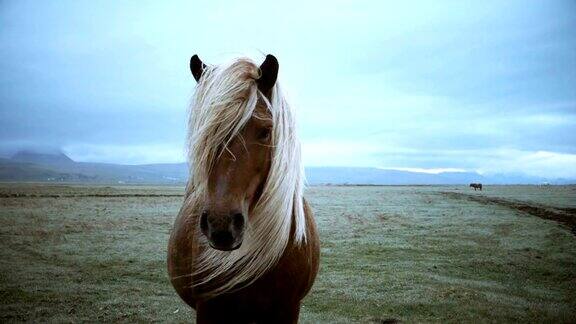 冰岛马在阴天的田野上吃草的美丽风景鬃毛随风摆动