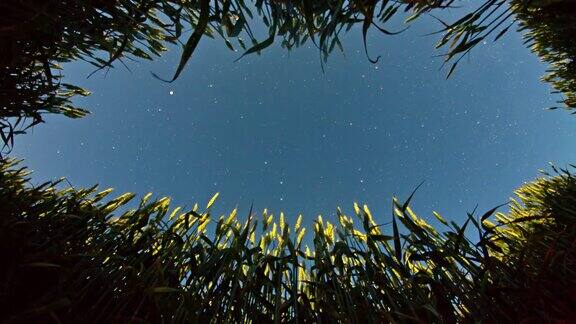 HD运动延时:小麦茎对夜空