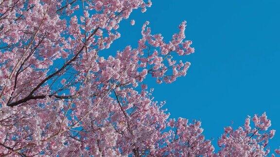 日本长野县的樱花和蓝天