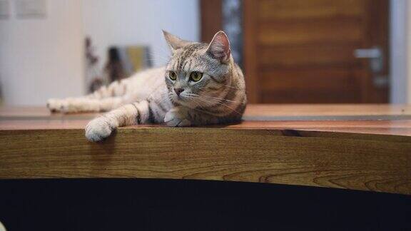 可爱的姜黄色小猫晚上躺在客厅的木桌上休息