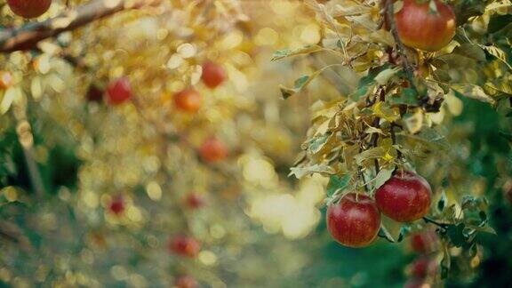 苹果在花园的树上